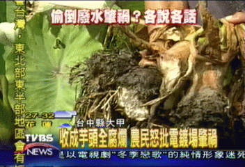 收成芋頭全腐爛　農民怒批電鍍場肇禍