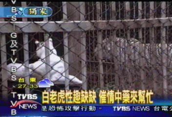 〈獨家〉白老虎性趣缺缺 催情中藥來幫忙