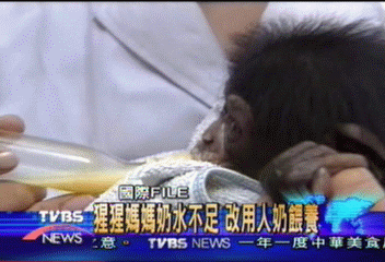 猩猩媽媽奶水不足 改用人奶餵養