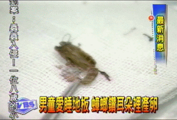 男童愛睡地板 蟑螂鑽耳朵裡產卵