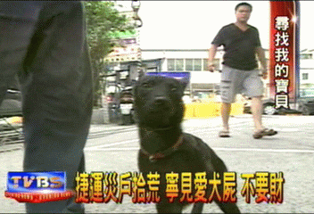 捷運災戶拾荒　寧見愛犬屍 不要財