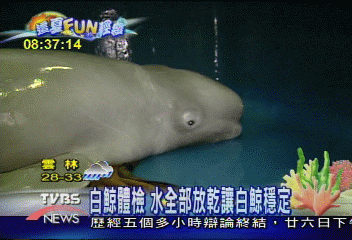 【這夏FUN輕鬆】 難得一見　白鯨大體檢工程浩大