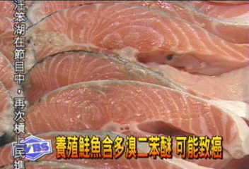 養殖鮭魚含多溴二苯醚　可能致癌