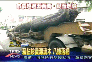 竊佔珍貴漂流木　8嫌落網