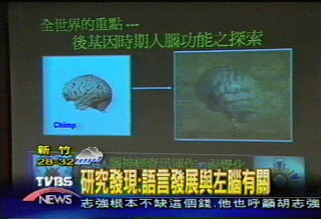 研究發現：語言發展與左腦有關