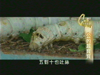 【一步一腳印】阿公的蠶寶寶　承傳家族命脈