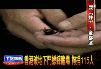 香港破地下鬥蟋蟀賭場　拘捕115人