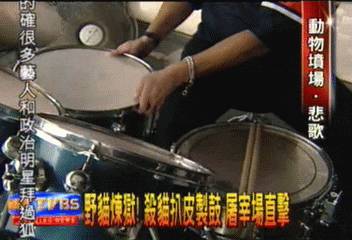 野貓煉獄！殺貓扒皮製鼓　屠宰場直擊