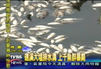 礁溪大塭排水溝　上千魚群暴斃