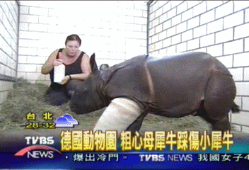 德國動物園 粗心媽媽踩傷小犀牛