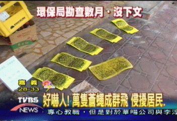 好嚇人! 萬隻蒼蠅成群飛 侵擾居民