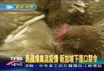 馬國爆禽流疫情 新加坡下進口禁令