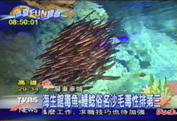 【這夏FUN輕鬆】鰻鯰俗名沙毛　毒性排行第三