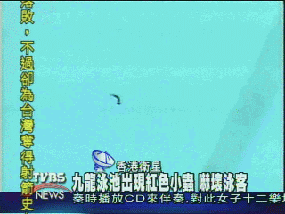 九龍泳池出現紅色小蟲　嚇壞泳客