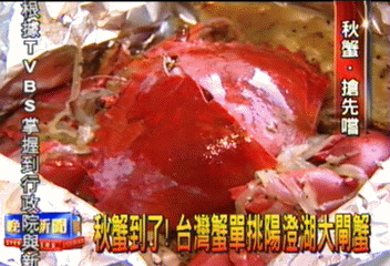 秋蟹上桌 台灣蟹挑戰大陸大閘蟹