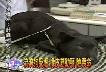流浪狗受虐 橡皮筋勒頸 險喪命