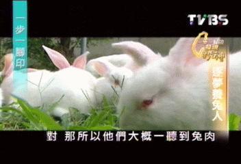 【一步一腳印】品種選育 逐夢養兔人