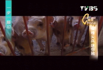 【一步一腳印】保種尖兵　迷你蘭嶼豬