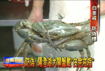 防偽! 陽澄湖大閘蟹戴「白金戒指」