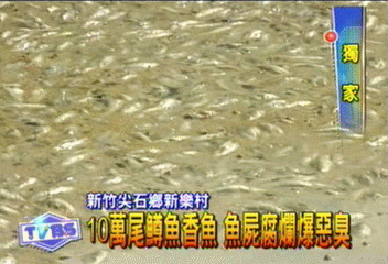 〈獨家〉高山鱒魚場全毀 十萬魚屍曝晒惡臭