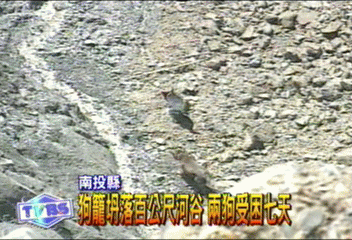 狗籠坍落百公尺河谷 兩狗受困7天