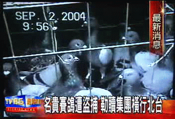 名貴賽鴿遭盜捕　勒贖集團橫行北台