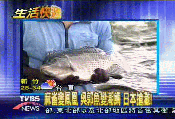 麻雀變鳳凰　吳郭魚變潮鯛　日本搶灘！
