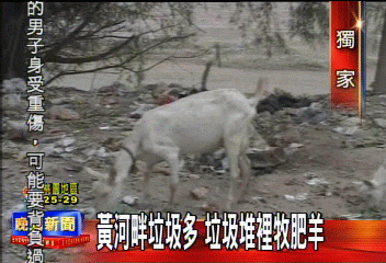 〈獨家〉黃河畔垃圾多 垃圾堆裡牧肥羊