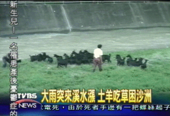 大雨突來溪水漲　土羊吃草困沙洲