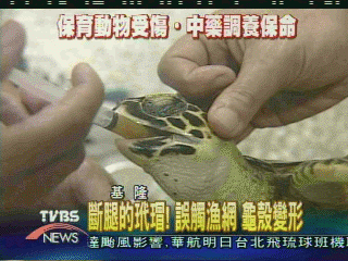 斷腿的玳瑁！誤觸漁網　龜殼變形