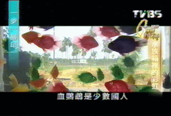 【一步一腳印】水族箱裡的彩虹 李濟台的夢想