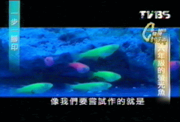 【一步一腳印】六年級的螢光魚 台灣人的驕傲