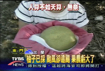 躲「桑達」搶收文旦 颱風轉向果農傻眼
