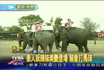 人妖打馬球 泰國馬球比賽大象上場