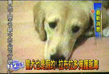 遛狗辦案? 假警掩護販毒