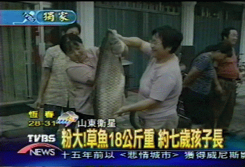 粉大！草魚18公斤重　約7歲孩子長