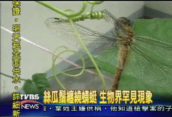 絲瓜鬚纏繞蜻蜓　生物界罕見現象