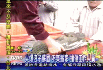 【這夏FUN輕鬆】大型魚兒脾氣大 要搬家? 門都沒有