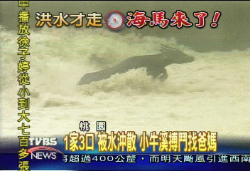 水牛一家受困 牛爸牛媽加小牛