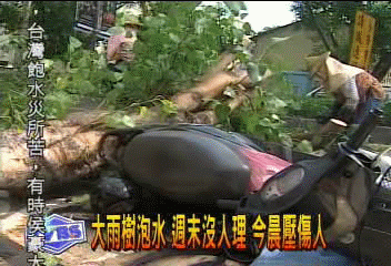 大雨樹泡水　週末沒人理　今晨壓傷人