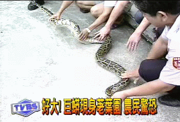 好大!巨蟒現身荖葉園 農民驚恐