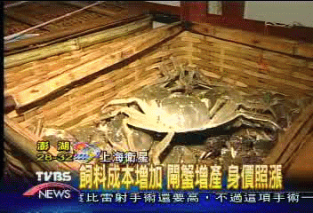飼料成本增加 閘蟹增產 身價照漲