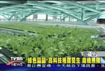 「綠色晶圓」高科技種蘿蔓生 商機無限