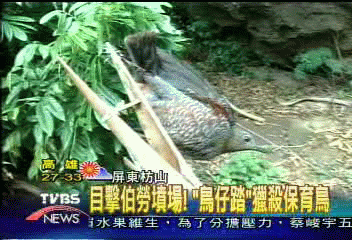 目擊伯勞墳場 「鳥仔踏」獵殺保育鳥