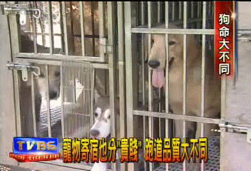 〈獨家〉寵物寄宿也分「貴賤」 跑道品質大不同