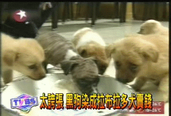 太誇張　黑狗染成拉布拉多犬賣錢