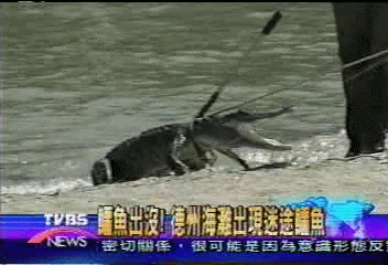 鱷魚出沒！　德州海灘出現迷途鱷魚