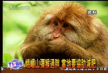 峨嵋山彌猴過胖　當地要協助減肥