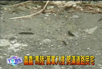 蟲蟲「馬陸」萬軍入侵 爬滿道路民宅