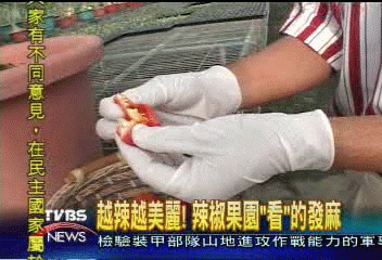 越辣越美麗！　辣椒果園「看」的發麻